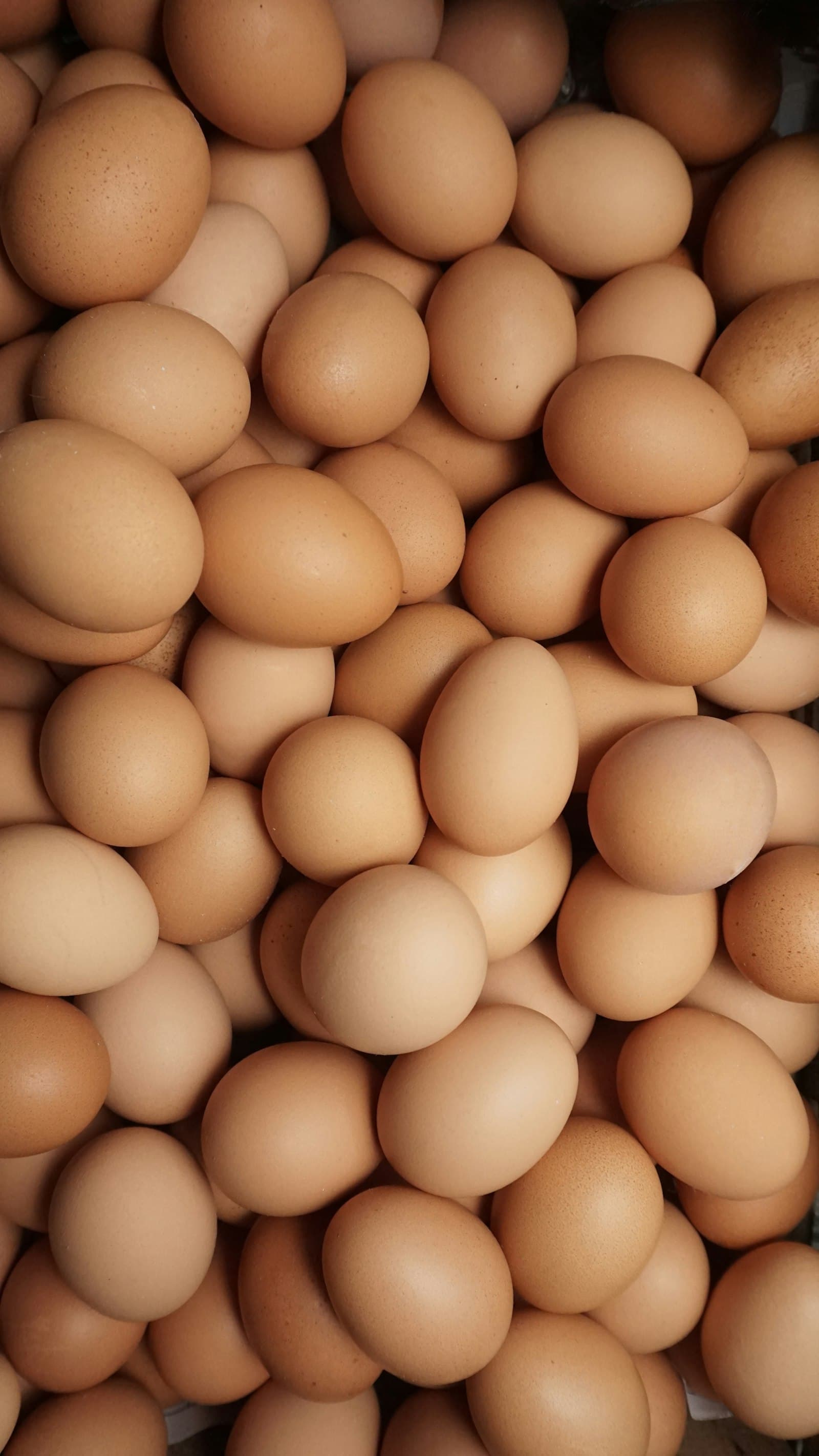 A pile of eggs resting together