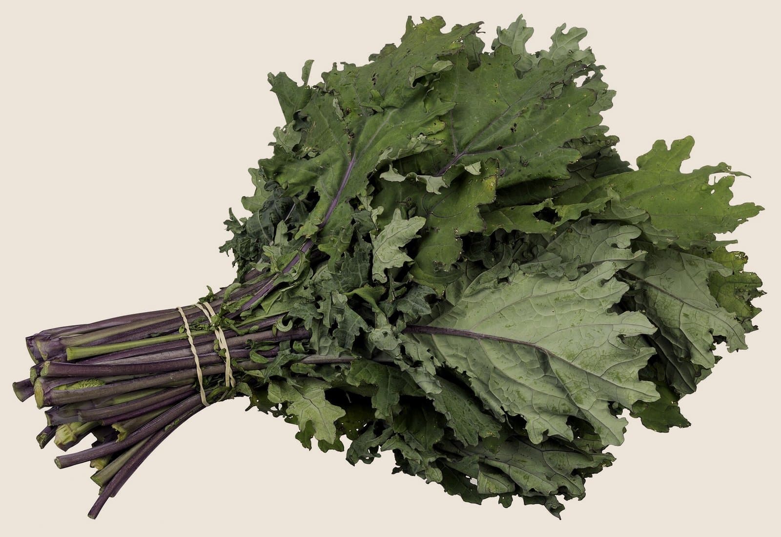 A bunch of red kale leaves