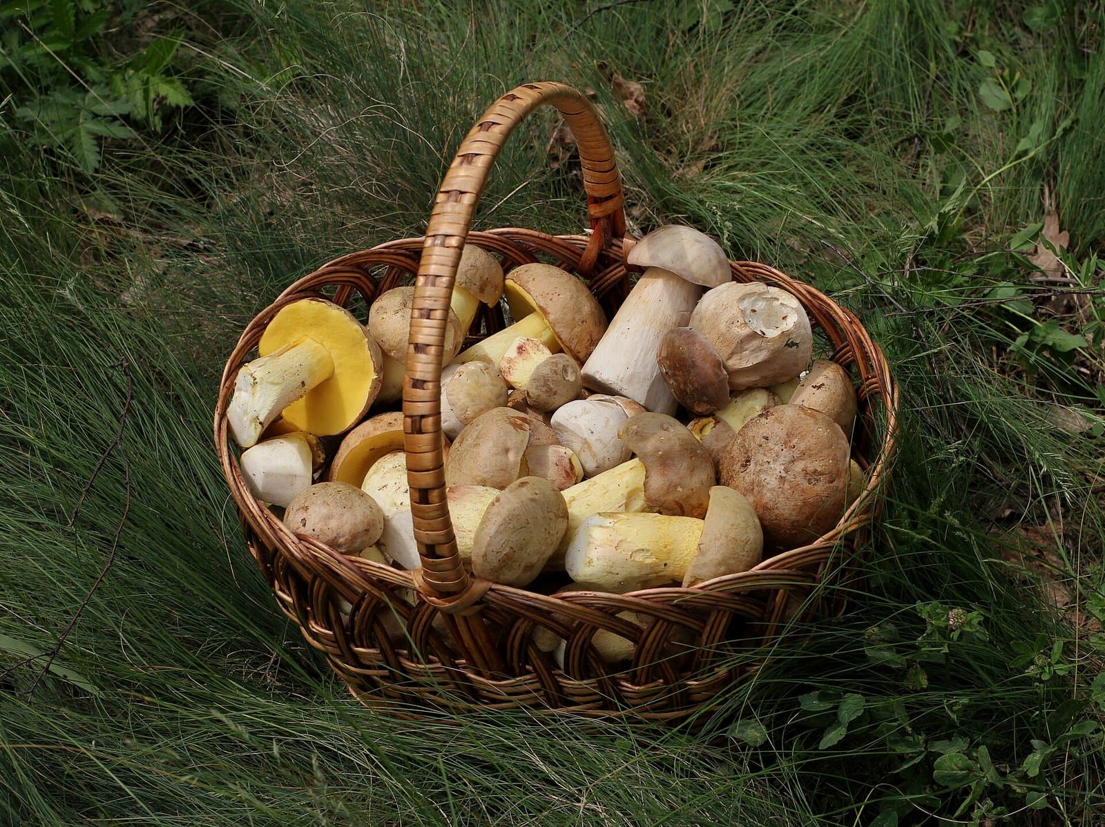 Edible mushrooms in a basket