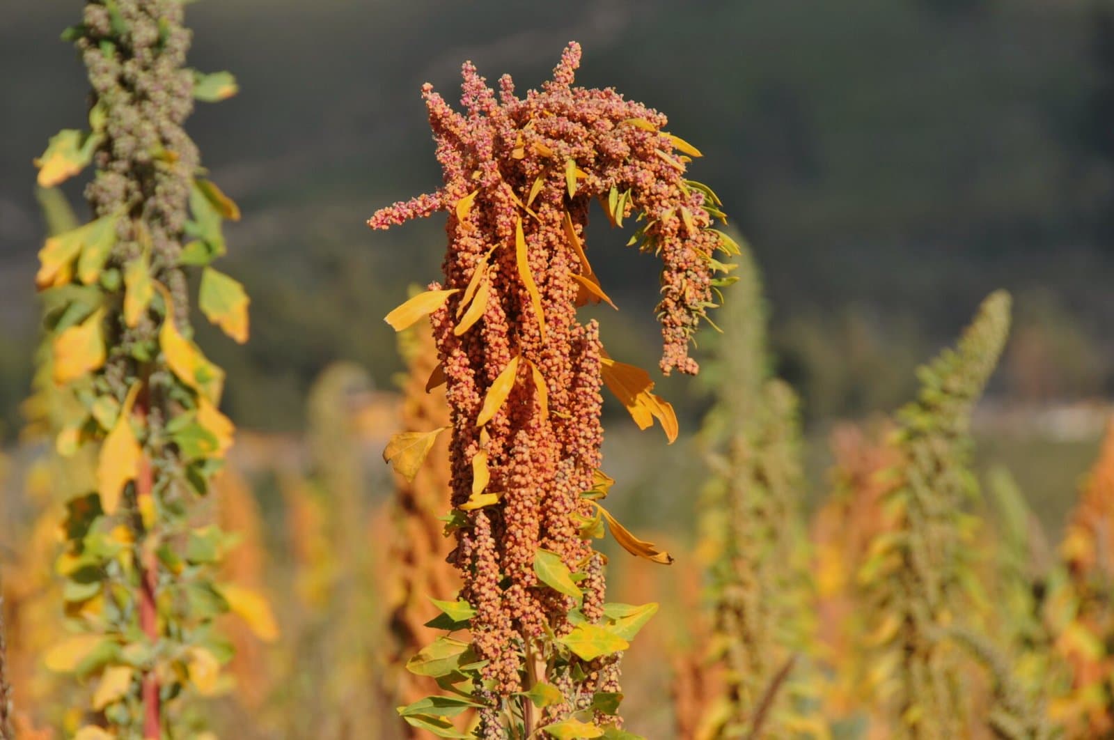 Quinoa grains and leaves