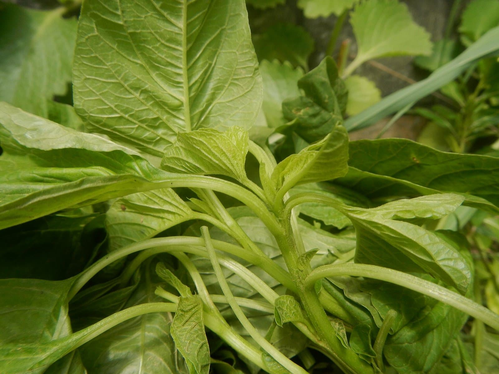 Fresh spinach leaves