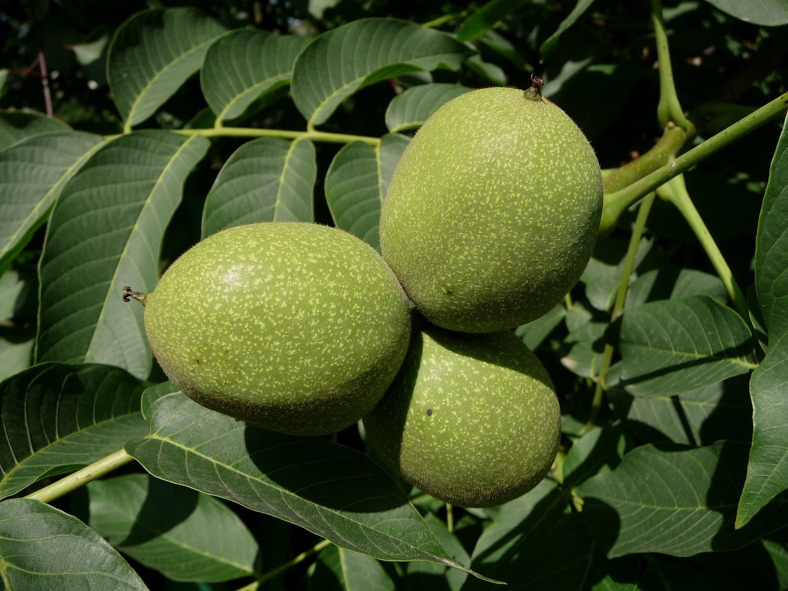 Walnuts in their shells